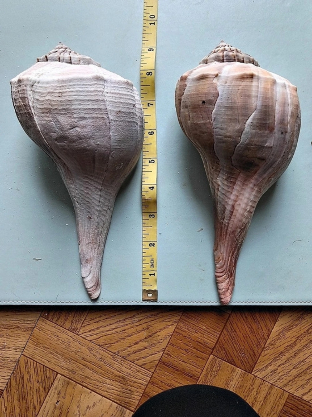 Large Lightning Whelks